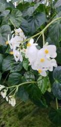 Sweet Begonia, Begonia odorata var. alba